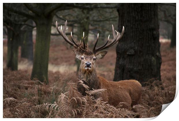 Majestic Stag in the forest Print by Simon Marlow