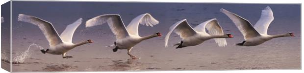Majestic Swan Takes Flight Canvas Print by Simon Marlow
