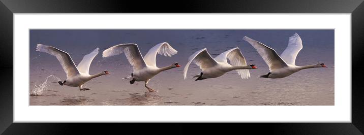 Majestic Swan Takes Flight Framed Mounted Print by Simon Marlow