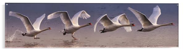 Majestic Swan Takes Flight Acrylic by Simon Marlow