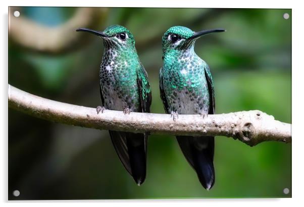 Vibrant Duo Costa Rican Hummingbirds Acrylic by Simon Marlow