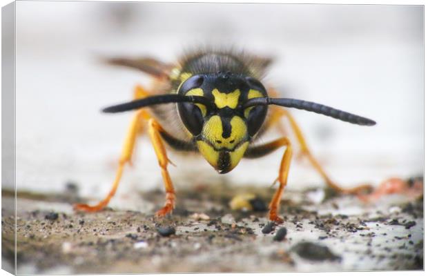 The Ferocious Beauty of a Wasp Canvas Print by Simon Marlow