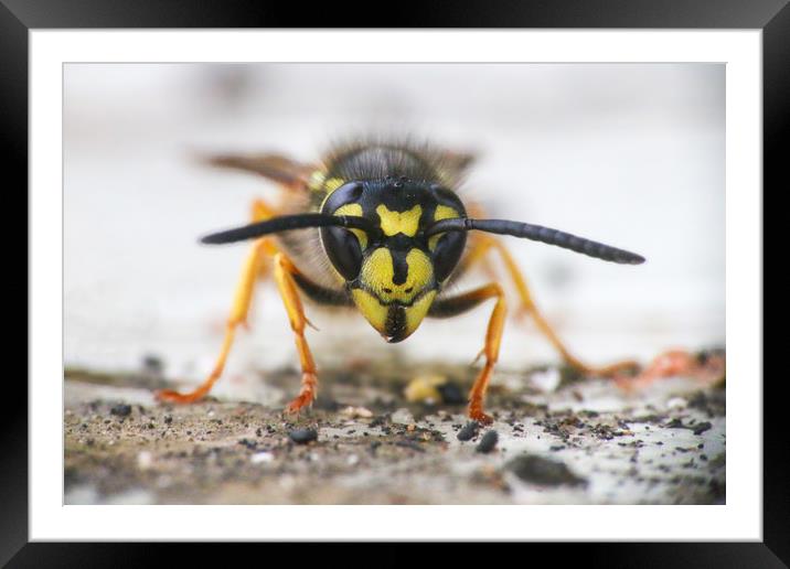 The Ferocious Beauty of a Wasp Framed Mounted Print by Simon Marlow