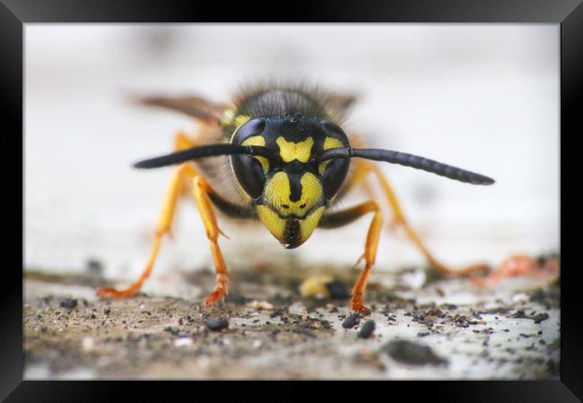 The Ferocious Beauty of a Wasp Framed Print by Simon Marlow