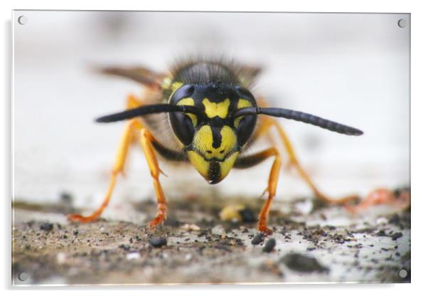 The Ferocious Beauty of a Wasp Acrylic by Simon Marlow