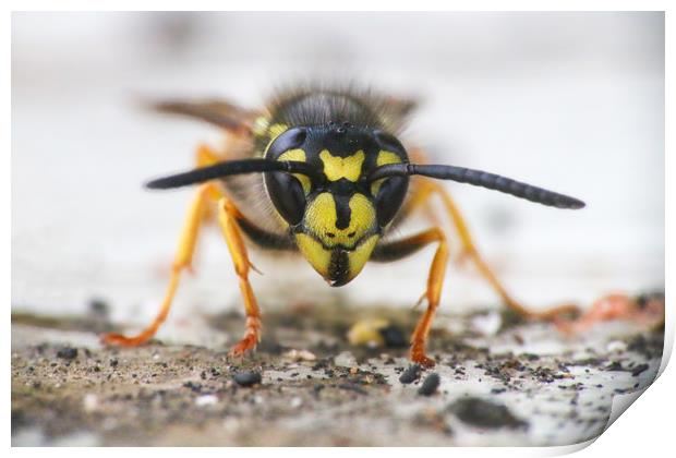 The Ferocious Beauty of a Wasp Print by Simon Marlow