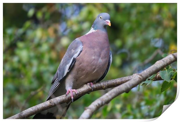 Majestic Wood Pigeon Perched Print by Simon Marlow
