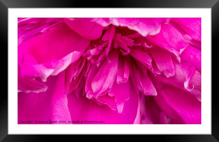 Close-up of Peony Blossom Framed Mounted Print by Nathan Bickel