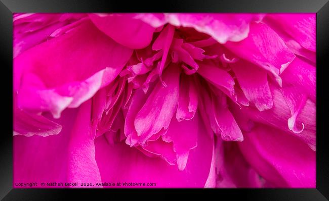 Close-up of Peony Blossom Framed Print by Nathan Bickel