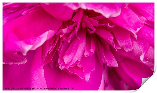 Close-up of Peony Blossom Print by Nathan Bickel