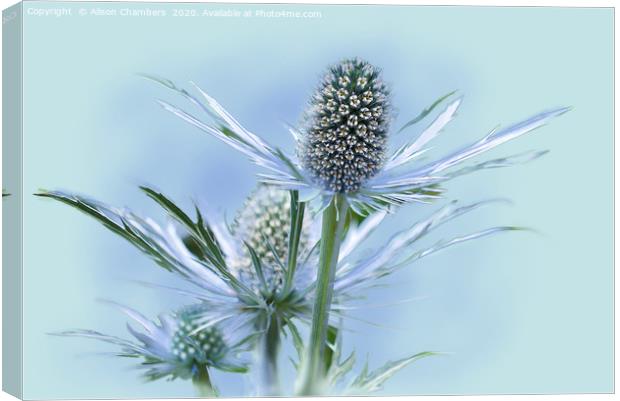 Sea Holly Canvas Print by Alison Chambers