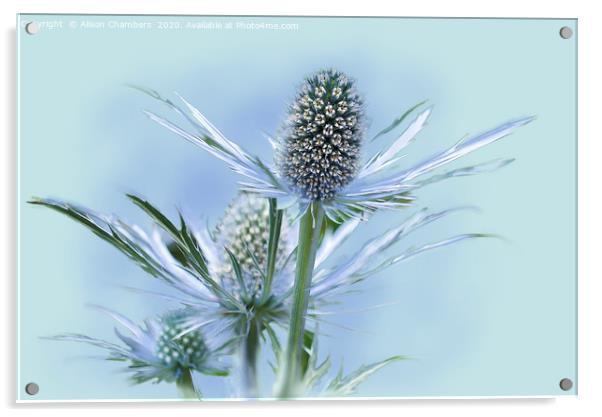 Sea Holly Acrylic by Alison Chambers