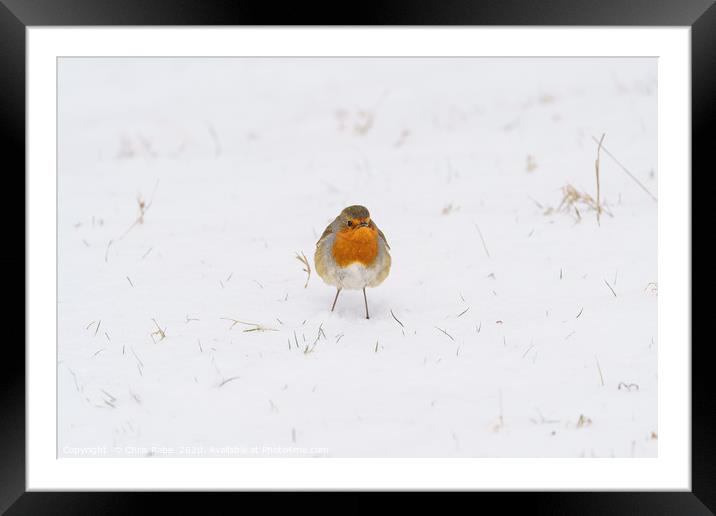 European Robin in snow Framed Mounted Print by Chris Rabe