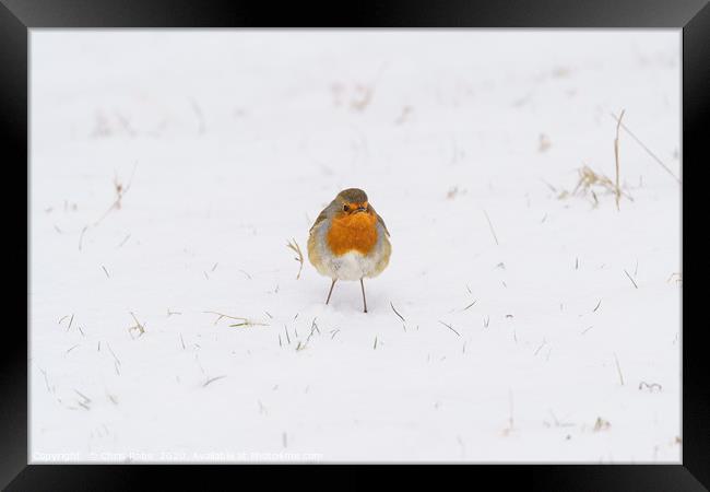 European Robin in snow Framed Print by Chris Rabe