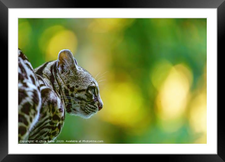 Female Margay  early morning in forest Framed Mounted Print by Chris Rabe