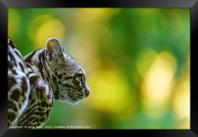 Female Margay  early morning in forest Framed Print by Chris Rabe