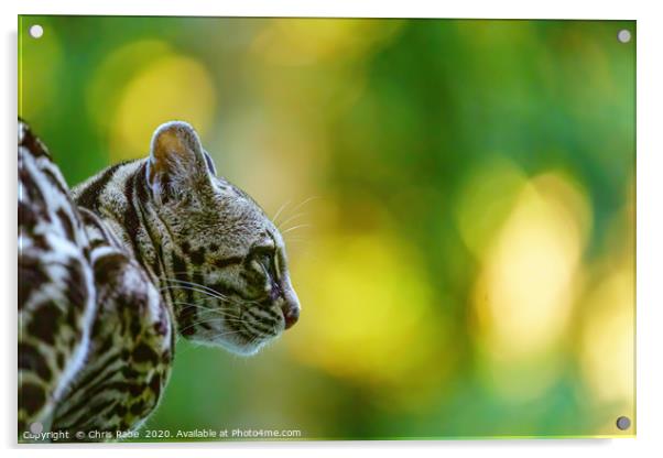 Female Margay  early morning in forest Acrylic by Chris Rabe