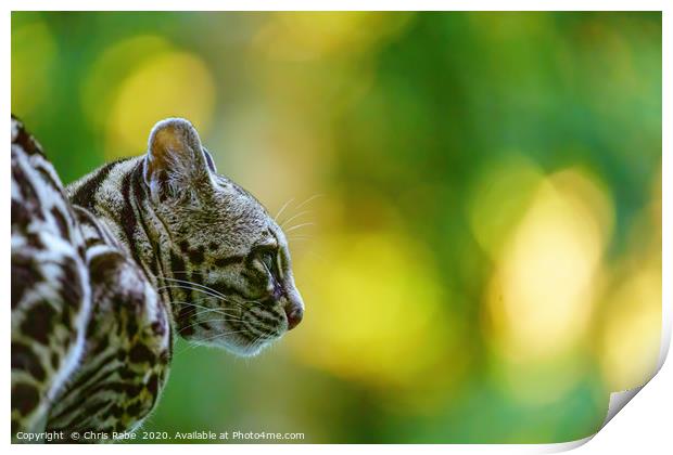 Female Margay  early morning in forest Print by Chris Rabe