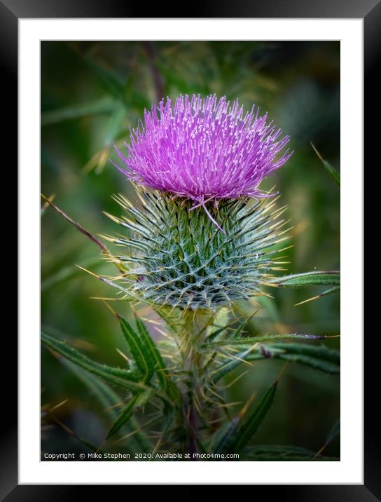 Scottish Thistle Framed Mounted Print by Mike Stephen