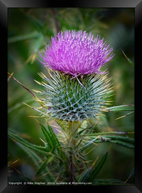 Scottish Thistle Framed Print by Mike Stephen