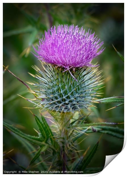 Scottish Thistle Print by Mike Stephen