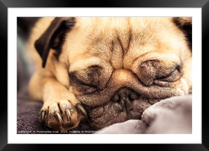 Portrait of a pug dog sleeping. Framed Mounted Print by Przemek Iciak