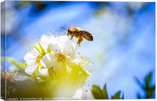 Honey Bee in midair landing on flower. Canvas Print by Przemek Iciak
