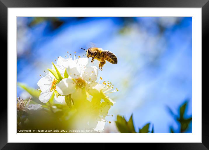 Honey Bee in midair landing on flower. Framed Mounted Print by Przemek Iciak
