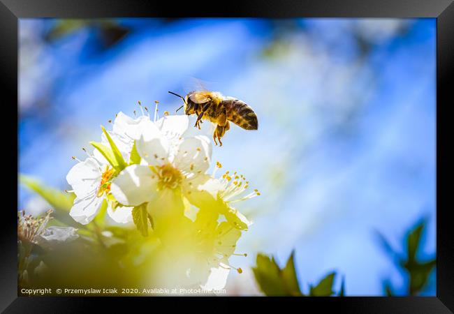 Honey Bee in midair landing on flower. Framed Print by Przemek Iciak