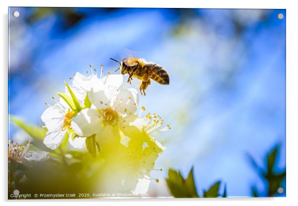 Honey Bee in midair landing on flower. Acrylic by Przemek Iciak