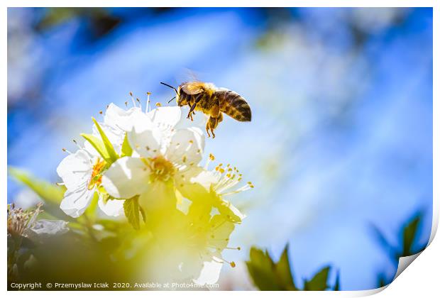 Honey Bee in midair landing on flower. Print by Przemek Iciak