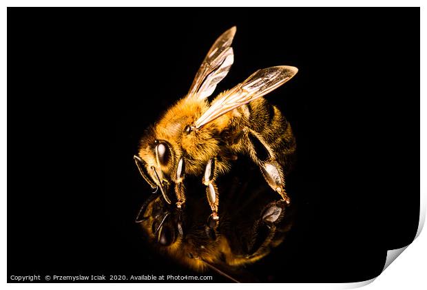 Honey bee detailed macro shoot  Print by Przemek Iciak
