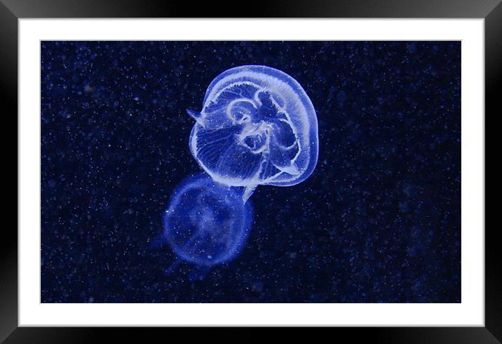 Blue Jellyfish Framed Mounted Print by Paul Piciu-Horvat