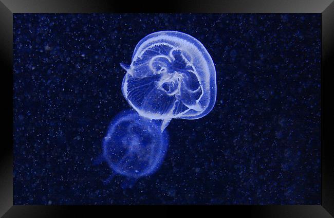 Blue Jellyfish Framed Print by Paul Piciu-Horvat