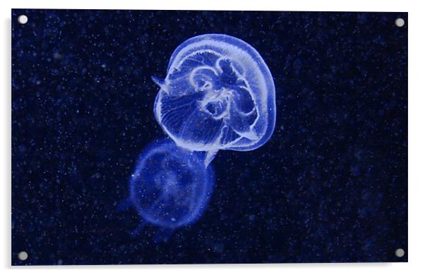 Blue Jellyfish Acrylic by Paul Piciu-Horvat