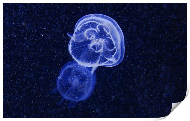 Blue Jellyfish Print by Paul Piciu-Horvat