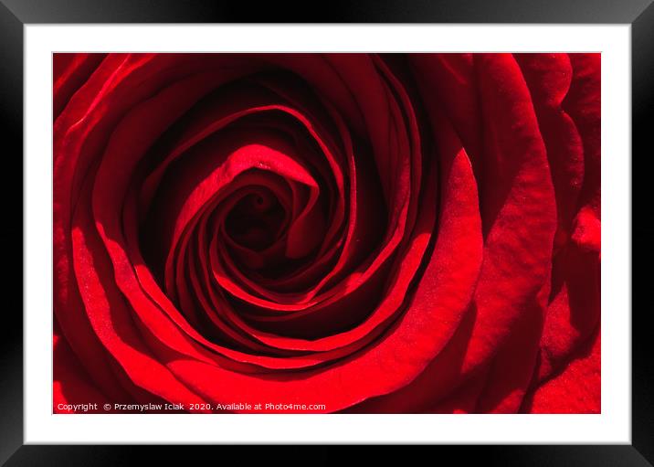Red rose closeup in sun light Framed Mounted Print by Przemek Iciak