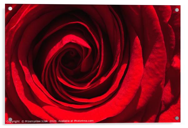 Red rose closeup in sun light Acrylic by Przemek Iciak