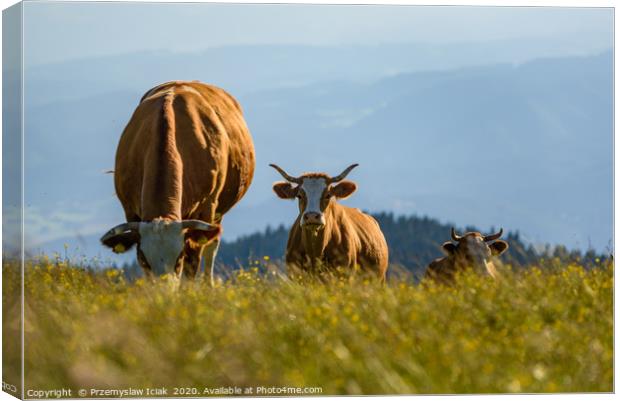 Landscape with three cows grazing on field Canvas Print by Przemek Iciak