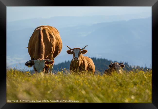 Landscape with three cows grazing on field Framed Print by Przemek Iciak