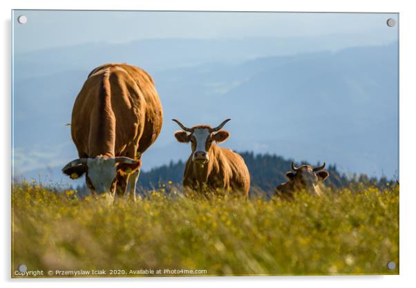 Landscape with three cows grazing on field Acrylic by Przemek Iciak