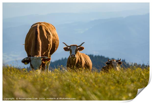 Landscape with three cows grazing on field Print by Przemek Iciak