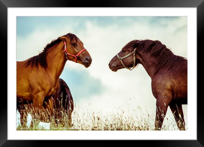 Two brown horses on a meadow before sunset Framed Mounted Print by Przemek Iciak