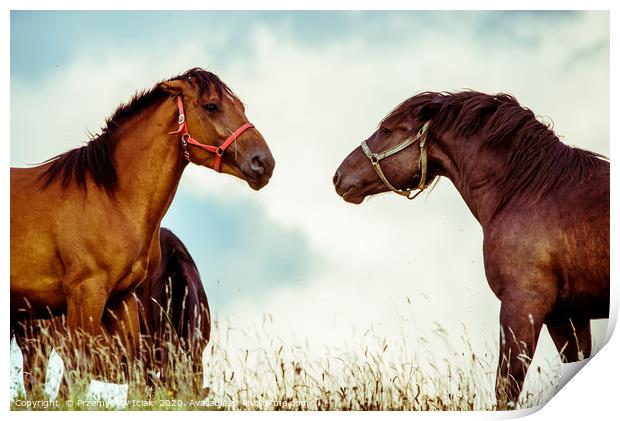 Two brown horses on a meadow before sunset Print by Przemek Iciak