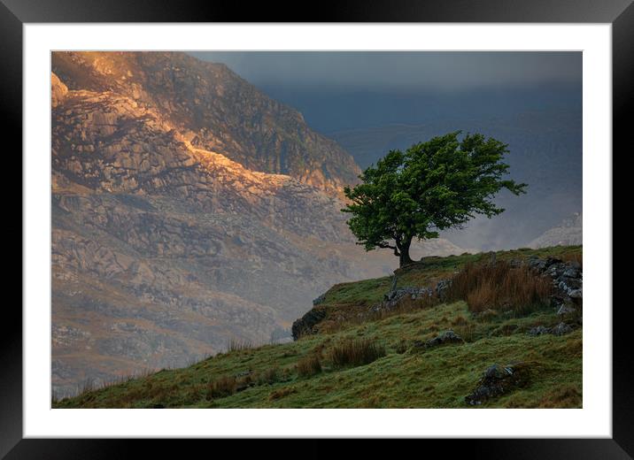 Rowan tree  Framed Mounted Print by Rory Trappe