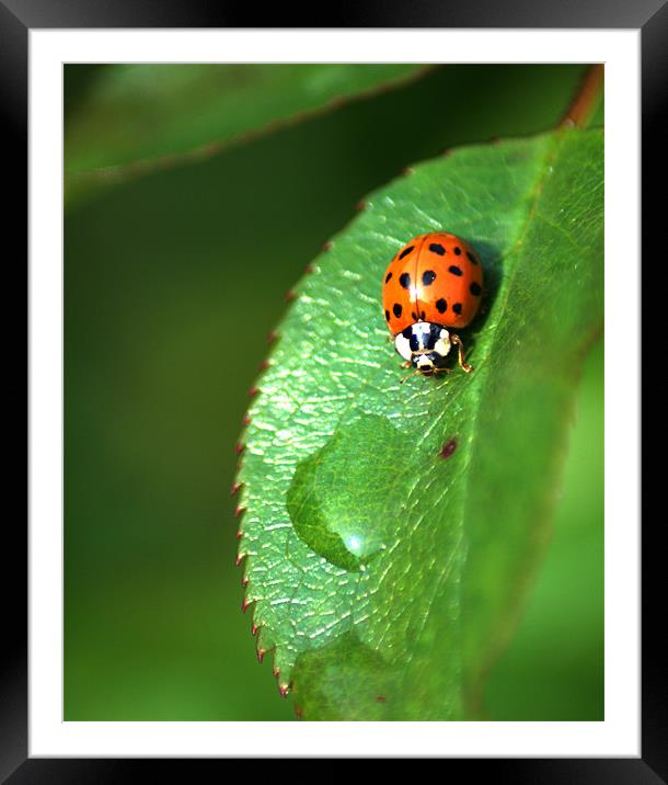 Ladybird Framed Mounted Print by Chris Day