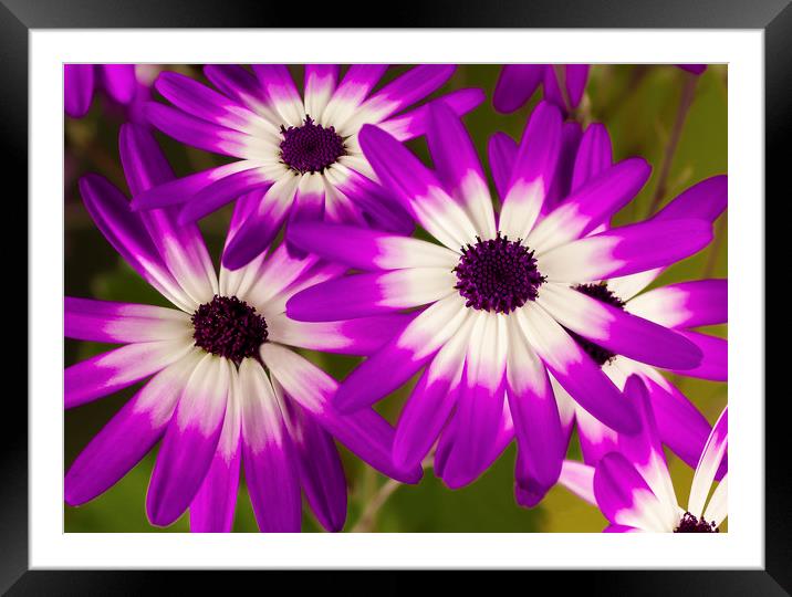 Senetti Trio flowers Framed Mounted Print by Mick Blakey