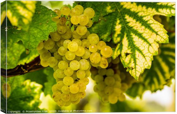 White grapes in a vineyard before harvest Canvas Print by Przemek Iciak