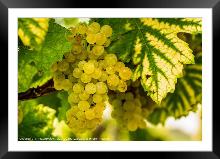 White grapes in a vineyard before harvest Framed Mounted Print by Przemek Iciak