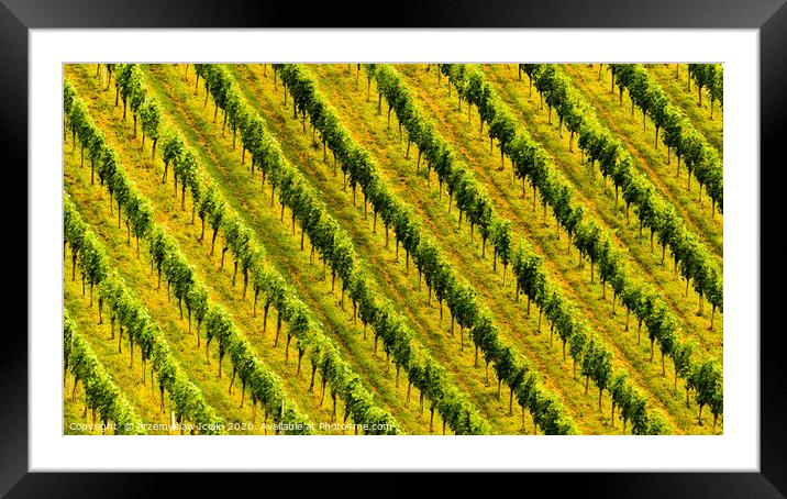 Rows of grape plants in Austria  Framed Mounted Print by Przemek Iciak